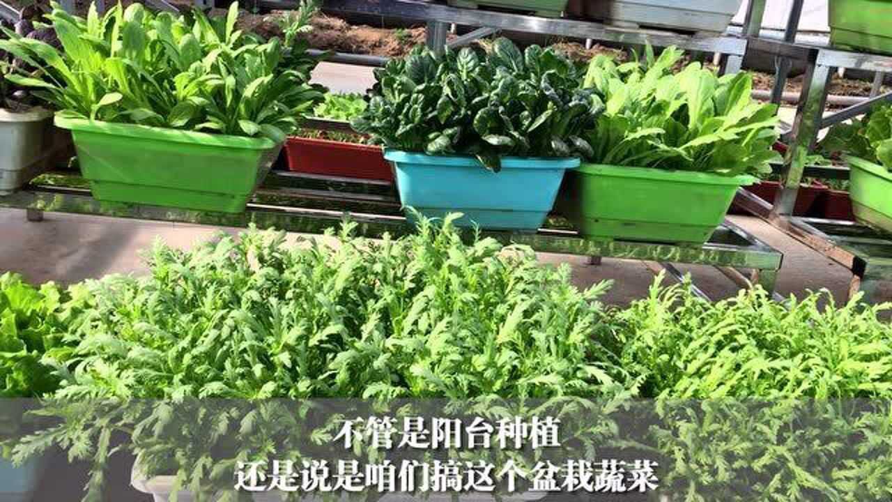 陽臺種菜,到底需要啥肥料?2分鐘教會你種菜