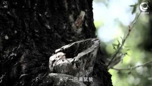 39.鸟与自然城市篇 戴胜鸟记事VA0