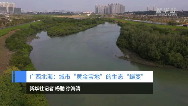 广西北海:城市“黄金宝地”的生态“蝶变”