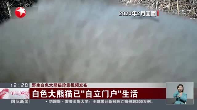 野生白色大熊猫珍贵视频发布