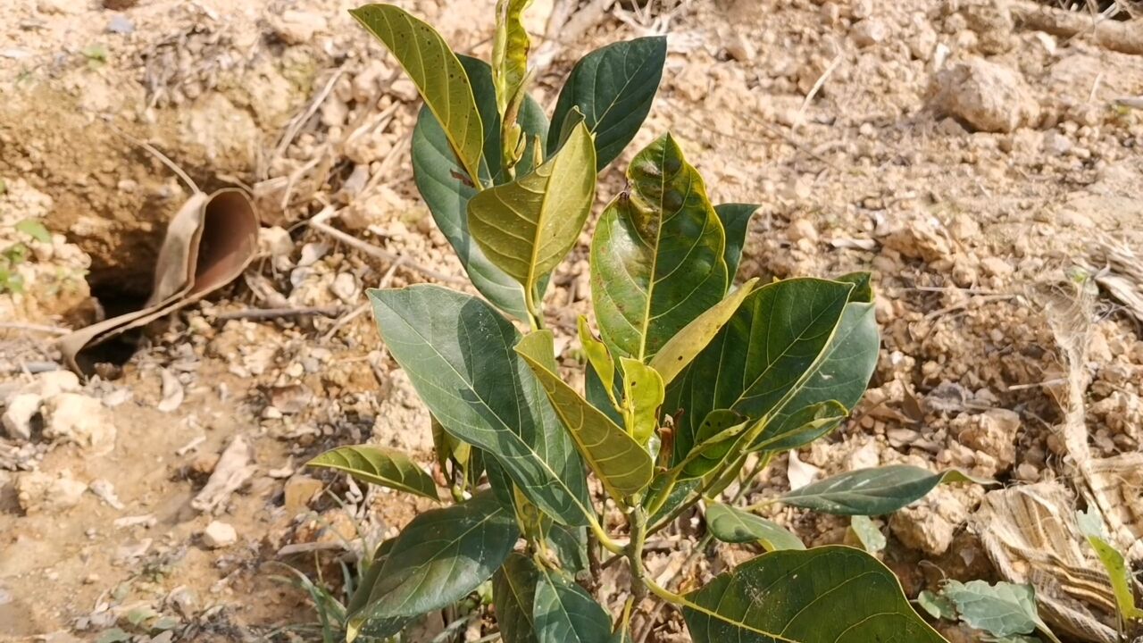 菠萝蜜树常见病害图片