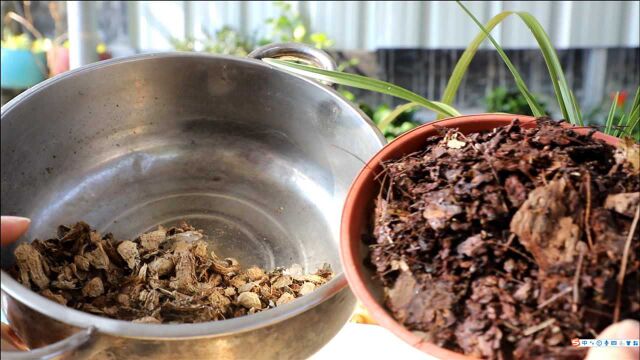 新手养兰花,最省钱的“配土”方法,2种植料混合养出大白根