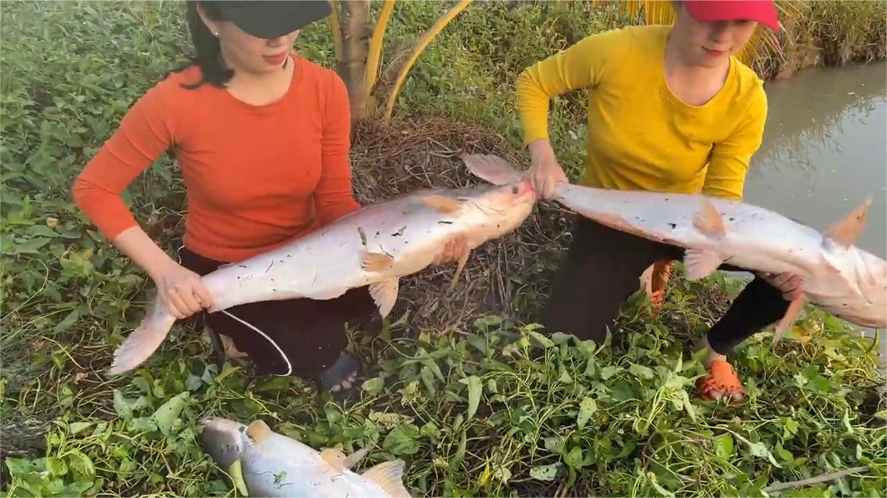 越南姐妹撒网捕鱼,75kg龙鱼捕捞现场!_腾讯视频