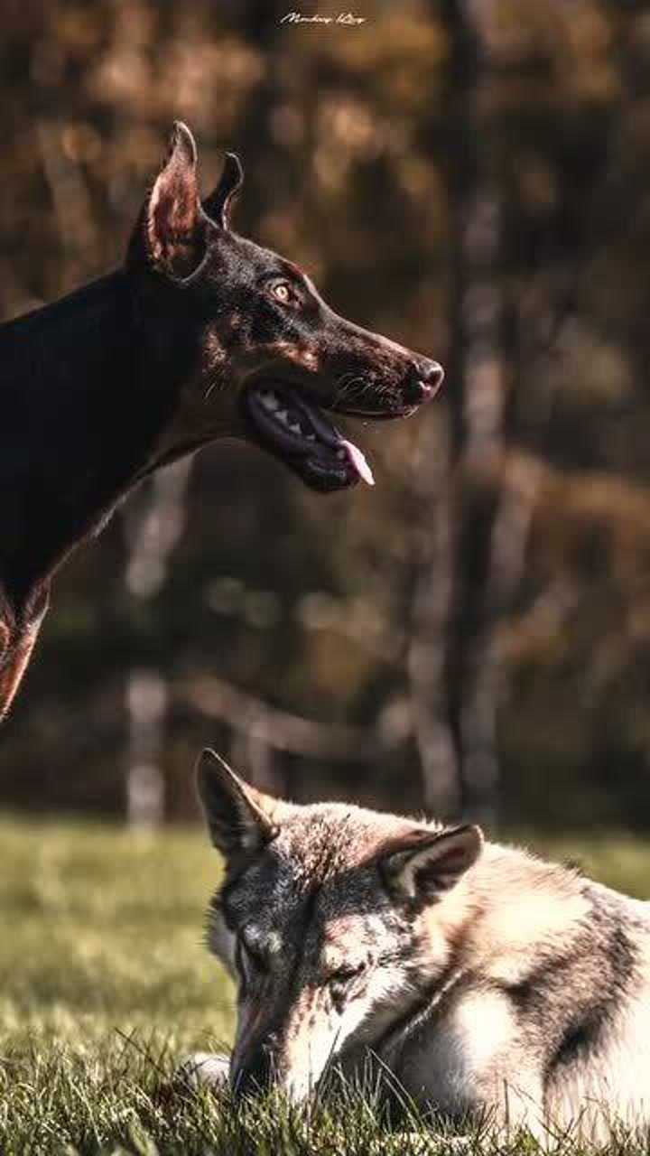 杜賓和捷克狼犬超有安全感的一對兄弟你覺得誰更帥呢