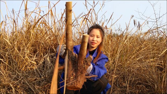 农村一种野水果树居然可做盆景,婷丫头找到一棵棠梨素材桩