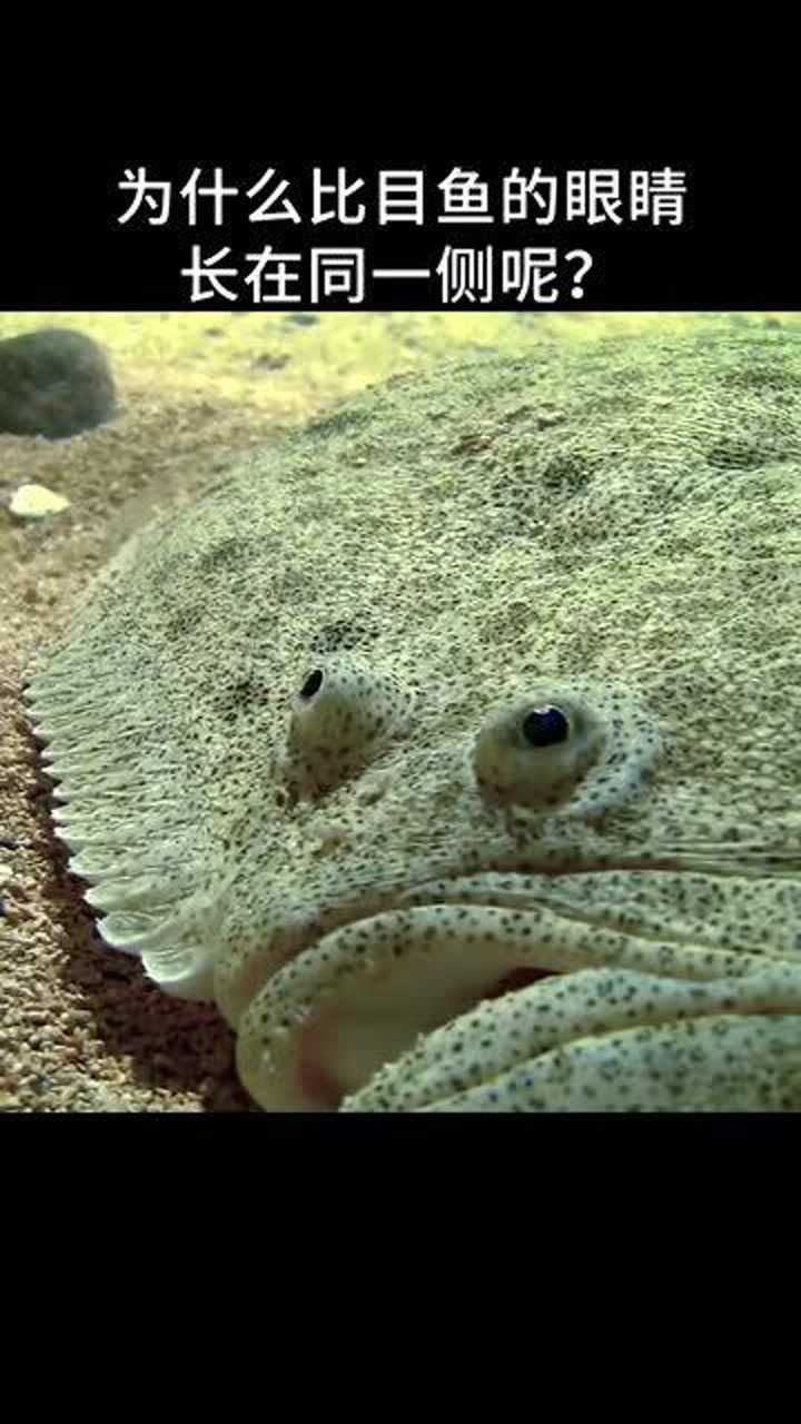 科普知识为什么比目鱼的眼睛长在同一侧你知道吗