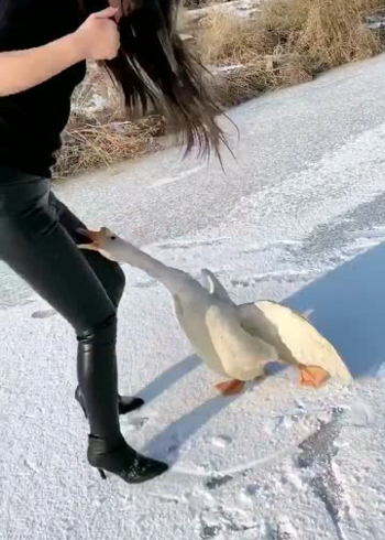 凶猛的大白鹅,追着主人咬