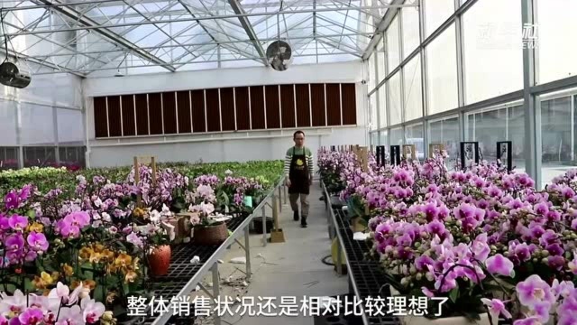 “网上花市”为中国花农提供新渠道