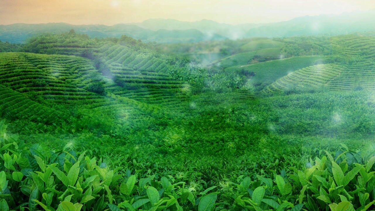 f2041_茶山情歌舞台背景