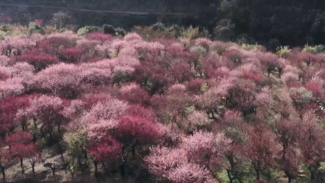 【“飞阅”中国】福建闽侯:冬去春来时 梅花开满山