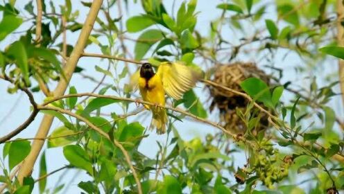 刚果雨林中清晨早起的鸟儿有虫吃吗？炫舞技和筑巢求偶的手段繁多！