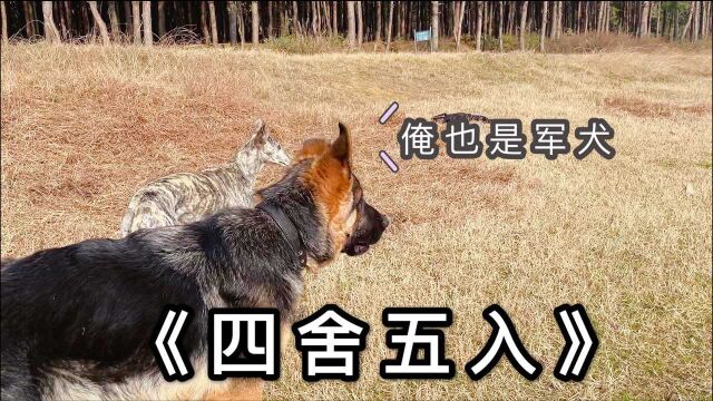 三只狗子一起参观军犬训练,那么四舍五入,俺家狗子也算军犬了?