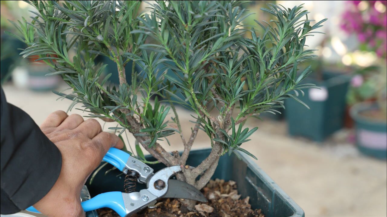 开春给罗汉松修剪重点在哪里看完又学会一招