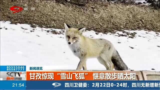 甘孜:狐狸雪中觅食散步 场面十分惬意