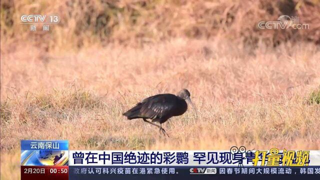 觅食玩耍!曾在中国绝迹的彩鹮,罕见现身云南青华海湿地