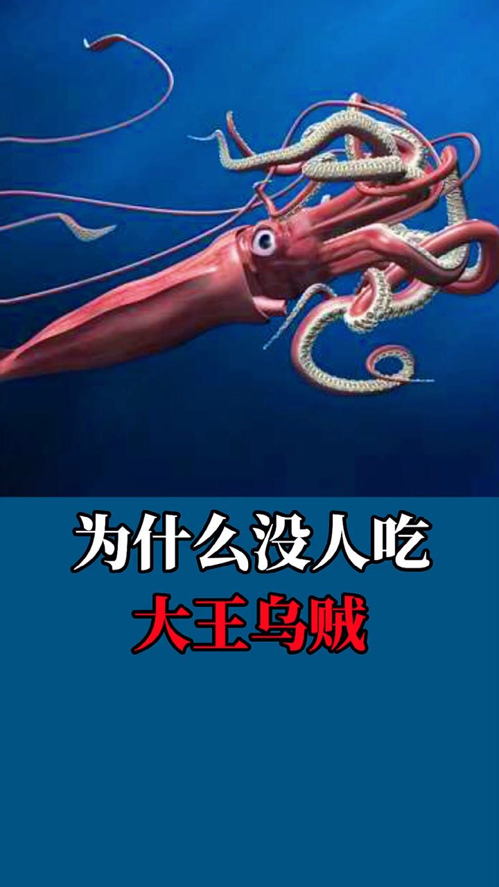 为什么没人吃大王乌贼