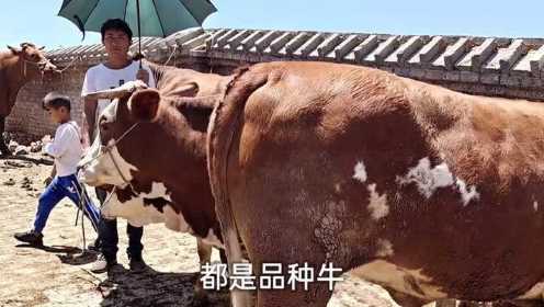 云南农村集市水牛黄牛分类，水牛成交率太高了，这是怎么回事