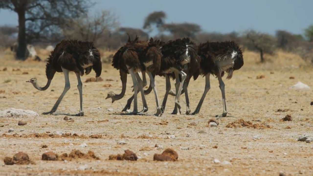 鸵鸟遇见危险,会把头埋在沙子里?鸵鸟:你当我傻?