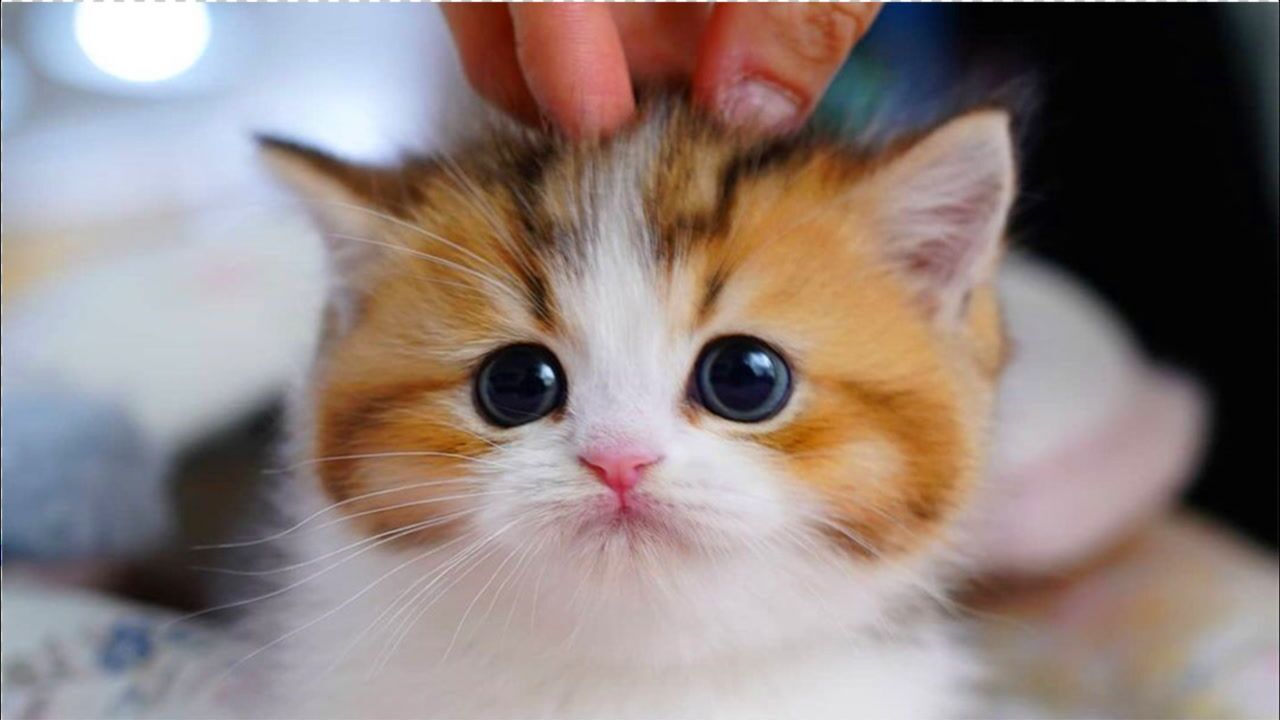 呆萌小奶猫,乖乖的太可爱了