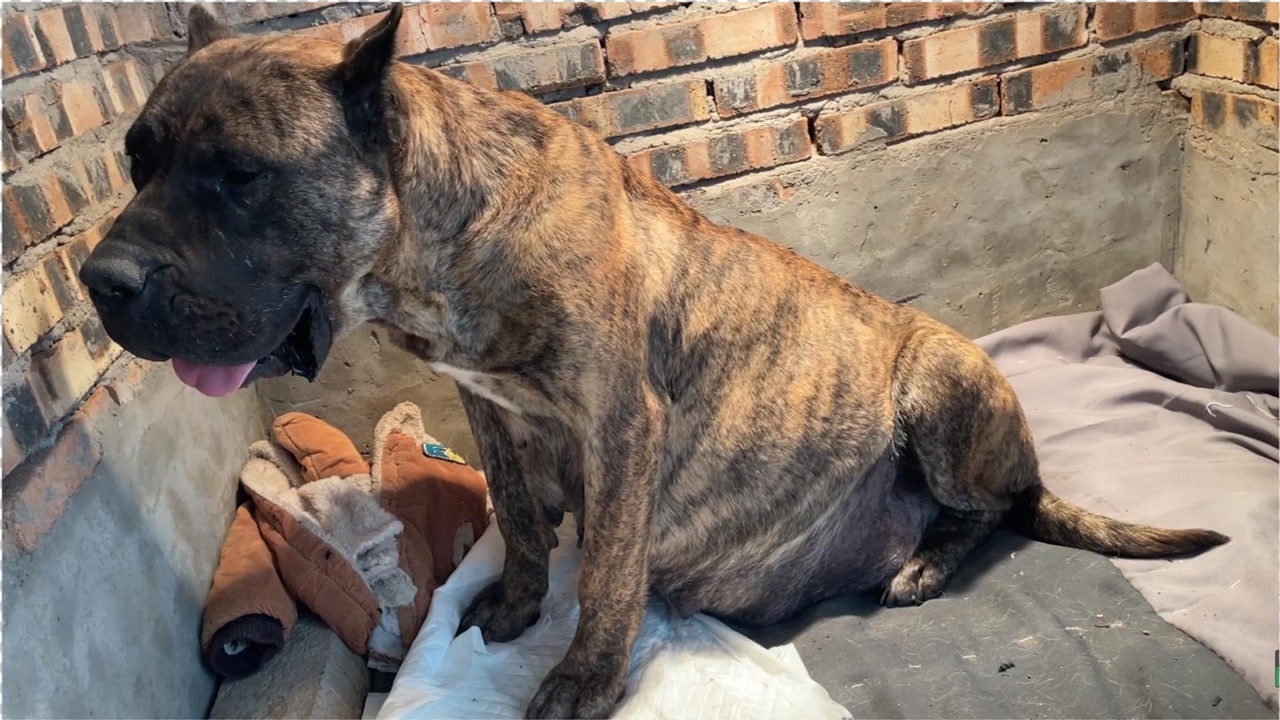 实拍农村狗狗生产全过程,难产生不如死,看着都疼!