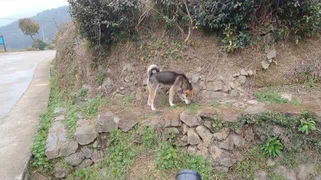 网上高价买的“驱狗神器”,对着农村恶犬一顿猛虎操作,结局有点想不到