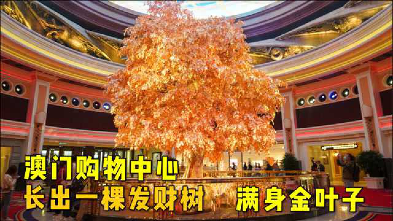 澳门永利购物中心长出一棵黄金树长满黄金叶子被称为发财树