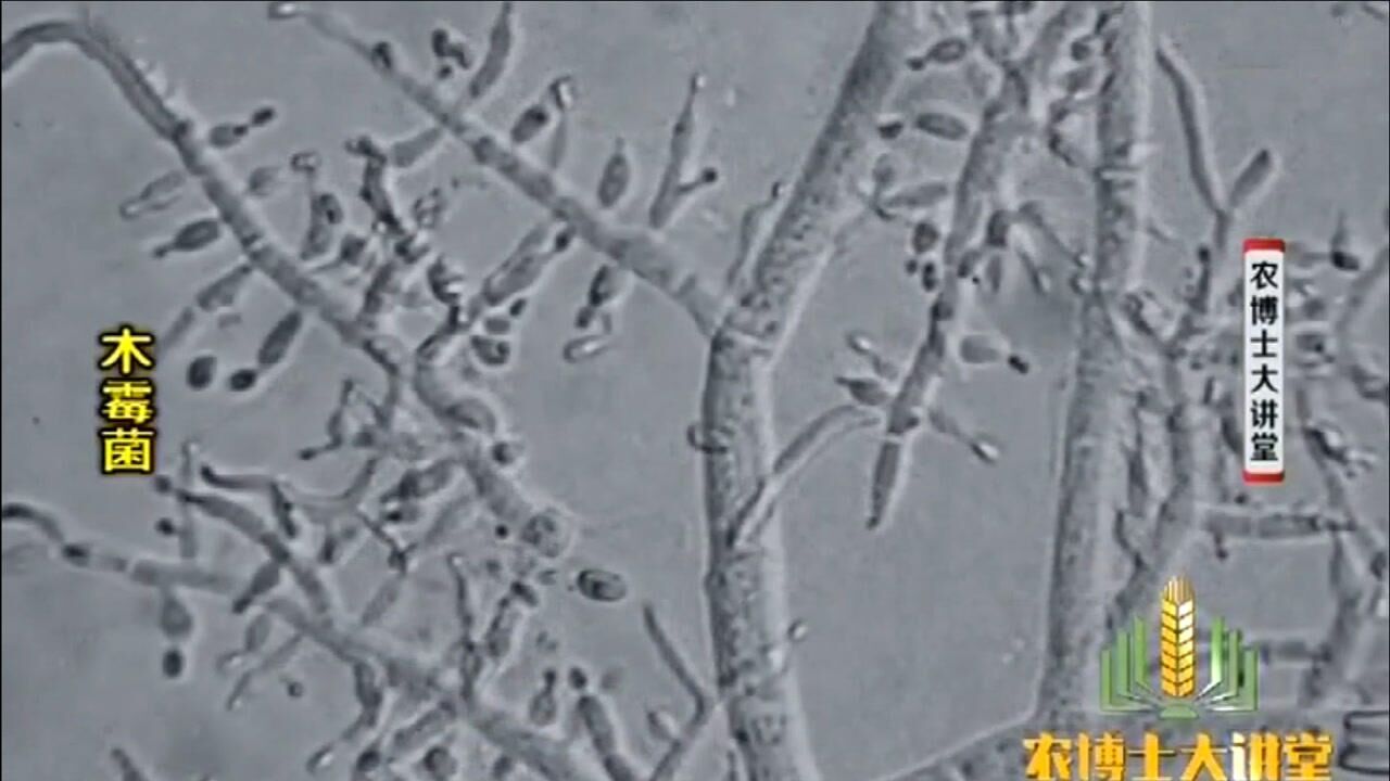木霉菌菌丝生长48小时后，开始产生分生孢子，菌落会变绿色_高清
