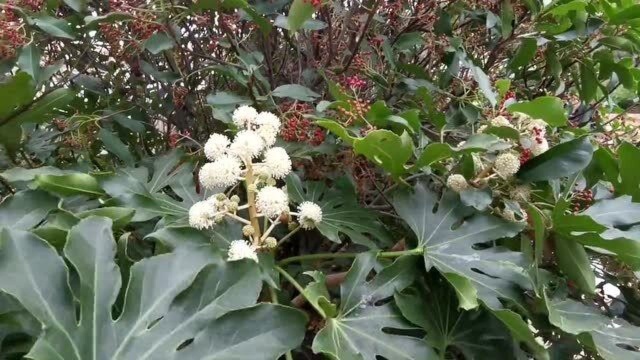 外地人来威海旅游,一定要去这里,不要门票,既能登山又能看海