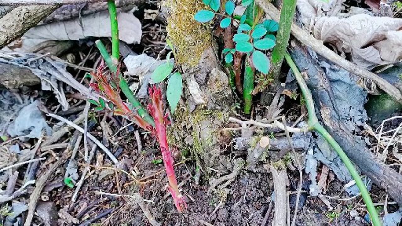 好多人遇见刺树就害怕,在大山里人们对刺树的刺芽情有独钟