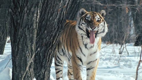 吸血鬼一样的麝，漂亮的老虎，神奇的西伯利亚！