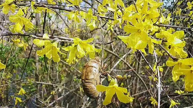 美丽的花随手拍