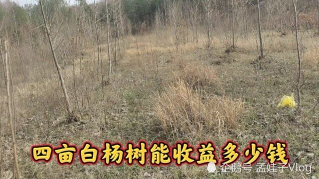 湖北小伙家有四亩白杨树,价格800元一吨,大家猜猜能收益多少钱