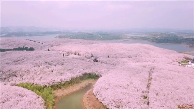 平坝樱花海