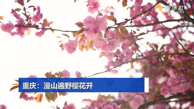 重庆:漫山遍野樱花开