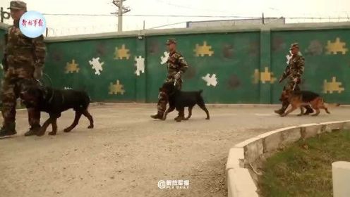 围观！一起看优秀警犬是怎样炼成的