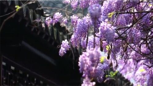 太美了！苏州440年紫藤花盛开如瀑布