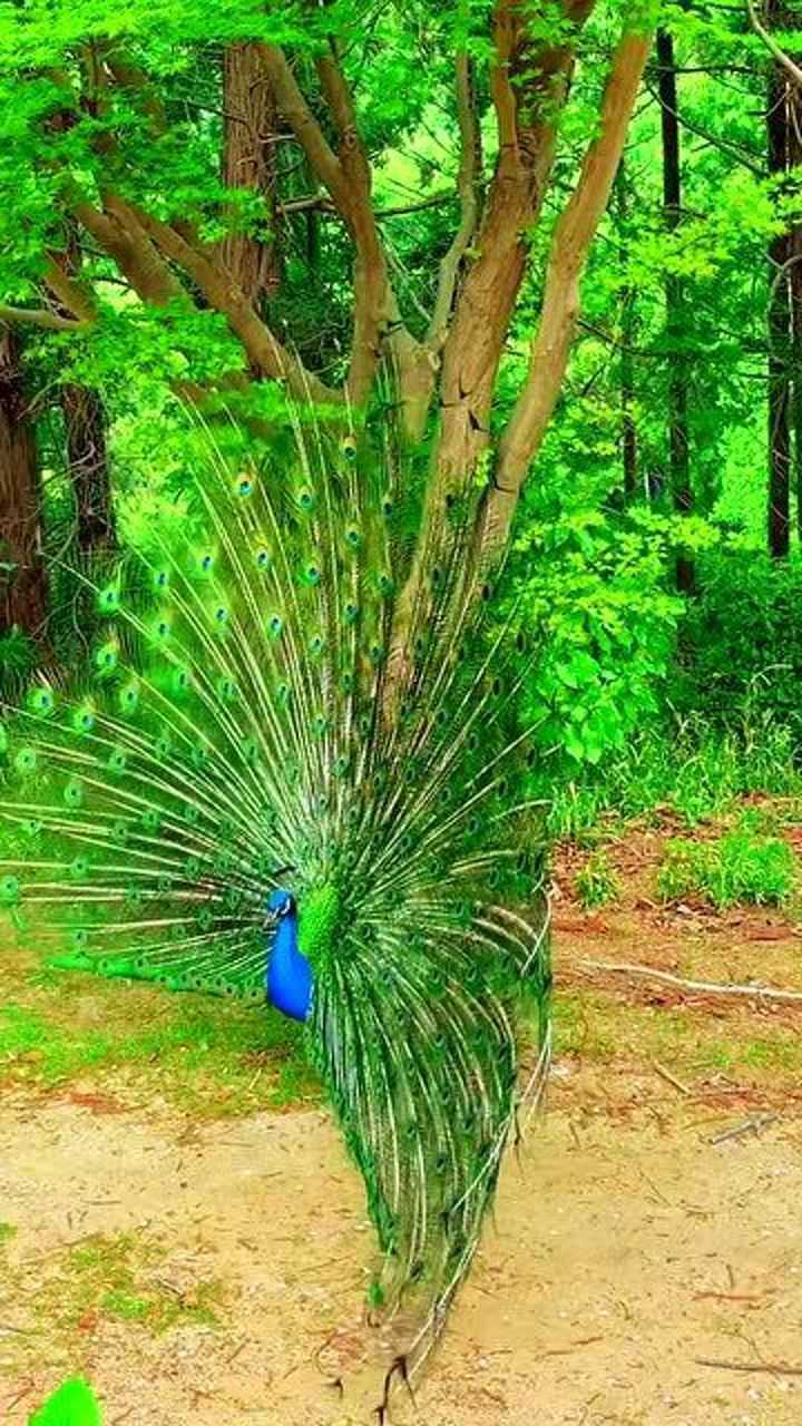 第一次静距离观赏孔雀开屏,展开的那一刻,真是无可替代!