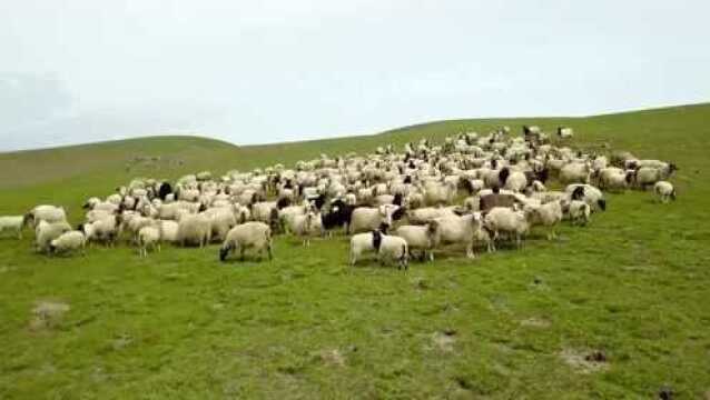 【旅行航拍】大美河山草原羊群