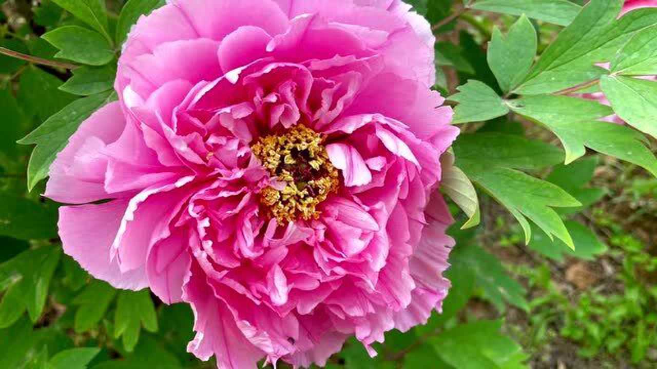 洛阳牡丹早开品种开始败落了,莫待无花空折枝