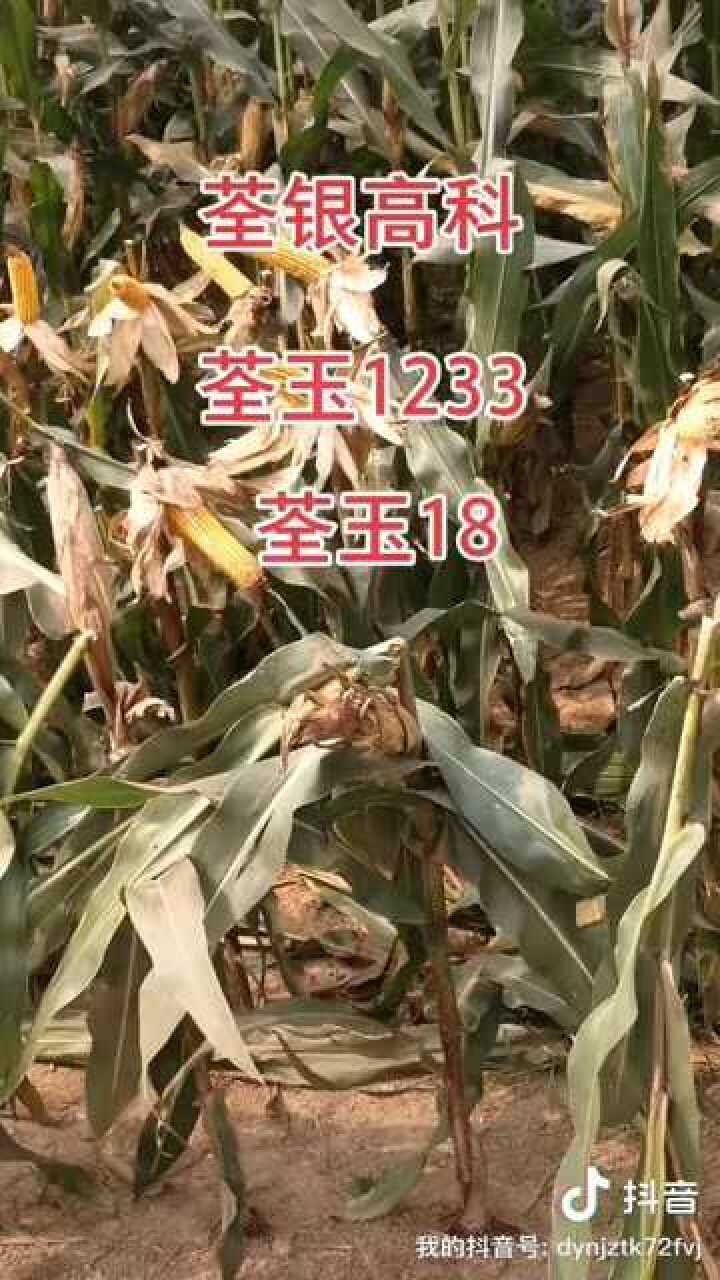 荃银高科全玉1233#荃科789_腾讯视频