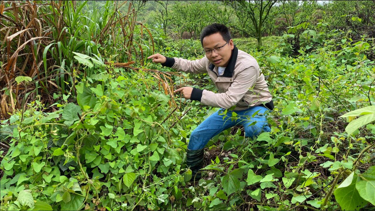 荒地長滿了