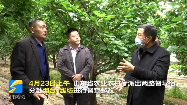 问政追踪|不合格农资产品致潍坊、烟台等地樱桃果农受损,农业农村部门:铁腕整治 露头就打