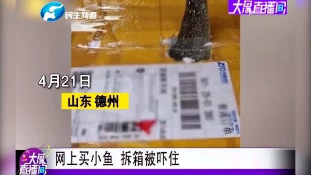 山东德州:网上买小鱼 拆箱被下住