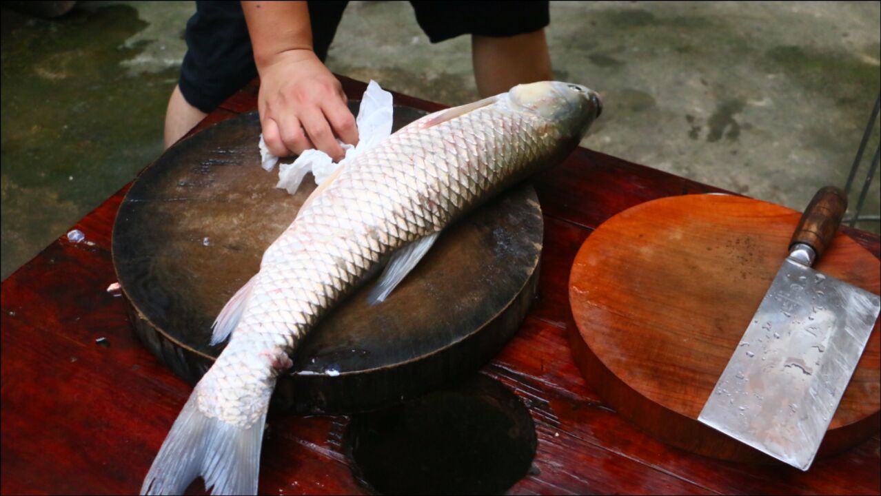 准备一条3斤的草鱼自己动手做鱼生这手法你觉得如何