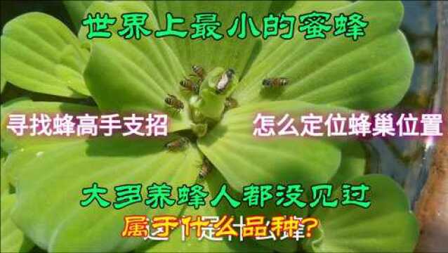 世界最小蜜蜂品种,比小排蜂还小一号,全网寻高手看蜂定巢方法!