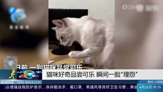 一则猫咪品尝可乐视频流传网络 尝完可乐猫咪表情瞬间大变 引网友热议!