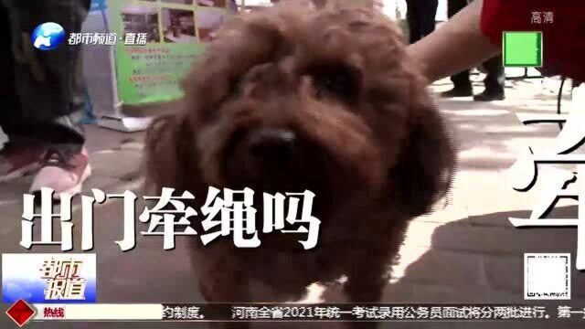 郑州:5月1日开始,为期3个月文明养犬整治,速来看养犬新规!