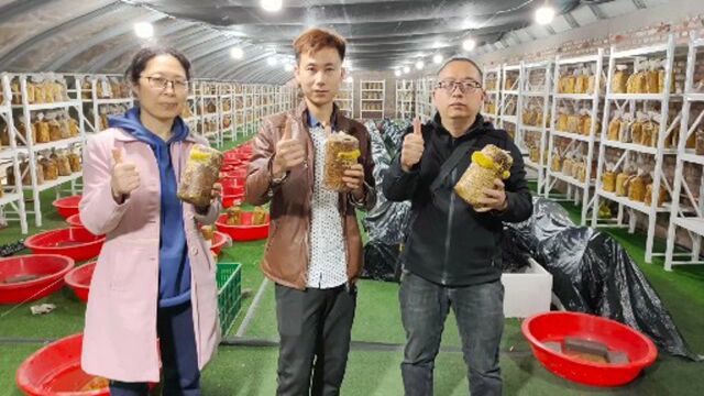 桑黄菌价格飙升4000元/公斤,老哥扩大200平方种植,方法简单易学易