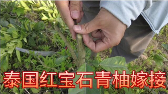 泰国红宝石青柚嫁接,砧木化橘红,建议采用芽接的方法