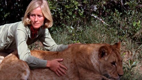 狮子从小被女孩当人养大，放归自然后被野猪欺负，动物电影